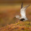 Jespak obecny - Calidris alpina - Dunlin 8024